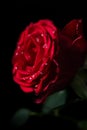 Lovely red rose