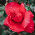 lovely red rose in summer breeze Royalty Free Stock Photo