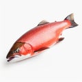 Lovely Red Salmon Fish Photo With Minimal Retouching