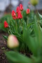 Lovely red tulips growing in a cloudy spring garden Royalty Free Stock Photo