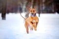 Lovely Rhodesian Ridgeback dog running in winter Royalty Free Stock Photo