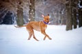 Lovely Rhodesian Ridgeback dog running in winter Royalty Free Stock Photo