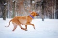 Lovely Rhodesian Ridgeback dog running in winter Royalty Free Stock Photo