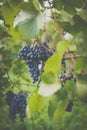 Lovely ripe, red grapes in a vineyard Royalty Free Stock Photo