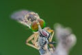 Lovely Robber flies Asilidae eating insect nature marco photography