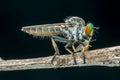 Lovely Robber flies Asilidae eating insect nature marco photography