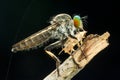 Lovely Robber flies Asilidae eating insect nature marco photography