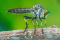 Lovely Robber flies Asilidae - nature marco photography