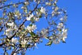 A lovely and romantic white blooming apple tree Royalty Free Stock Photo