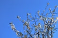 A lovely and romantic white blooming apple tree Royalty Free Stock Photo