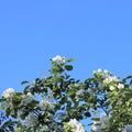 A lovely and romantic white blooming apple tree Royalty Free Stock Photo