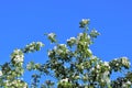 A lovely and romantic white blooming apple tree Royalty Free Stock Photo