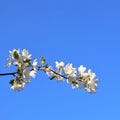 A lovely and romantic white blooming apple tree Royalty Free Stock Photo