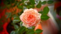 Lovely rose flower