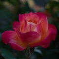 Lovely Glowing Rose