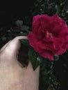 The lovely rose