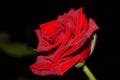 Lovely rose