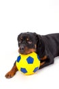 Lovely rottweiler puppy with soccer ball. Royalty Free Stock Photo