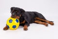 Lovely rottweiler with soccer ball. Royalty Free Stock Photo