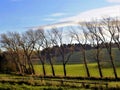 Interesting Row Of Trees, In Crookham, Northumberland, England.