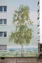 lovely rural German landscape mural streetart painting of a birch tree with a woodpecker bird on the trunk on a high-rise building