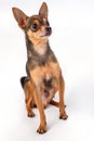 Lovely russian toy-terrier, white background.