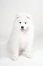 Lovely Samoyed puppy Royalty Free Stock Photo