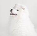 Lovely Samoyed puppy Royalty Free Stock Photo