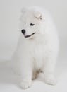 Lovely Samoyed puppy Royalty Free Stock Photo