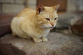 Lovely sand cat resting on a stone staircase