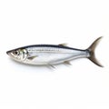 Lovely Sardine: Traditional Oceanic Art Inspired Gray-orange Shad With Silver Eyes