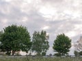 A lovely scene and landscape of trees and a field of cow parsley Royalty Free Stock Photo