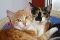 Lovely scene - two cats are in a hug in their bed. It is a cute photo with concept of love or friendship.