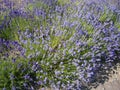 Lovely scented Lavendar plants