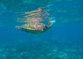 Lovely sea turtle closeup. Royalty Free Stock Photo