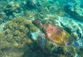 Lovely sea turtle closeup. Green turtle swimming in coral reef. Royalty Free Stock Photo