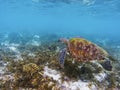 Lovely sea turtle in tropical sea shore. Marine tortoise underwater photo. Royalty Free Stock Photo