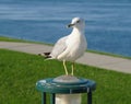 A Seagull Enjoying the River in Kennewick