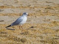 Lovely seagull walking on the beach Royalty Free Stock Photo