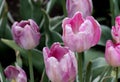 Lovely shades of pink make these beautiful tulips a welcome addition to a Michigan USA garden Royalty Free Stock Photo