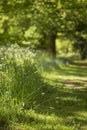 Lovely shallow depth of field fresh landscape of English forest