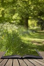 Lovely shallow depth of field fresh landscape of English forest