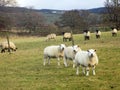 Lovely sheep in field at Crookham, Northumberland UK
