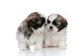 Lovely Shih Tzu puppies playing with each other