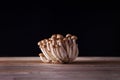 Shimeji mushroom on dark background