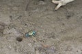 A lovely, shiny, small blue crab, near its mud hole home, in a Thai river delta mangrove forest`s sandy banks. Royalty Free Stock Photo