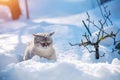 Cat walks in the deep snow in winter