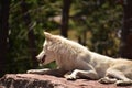 Lovely Side Profile of a White Timber Wolf Royalty Free Stock Photo