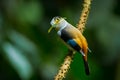 Lovely Silver-breasted Broadbill Royalty Free Stock Photo