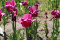 Simple purple tulips